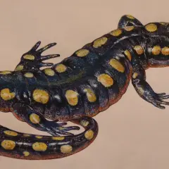 Czarna salamandra w żółte cętki, jak z obrazu, idealna na salamandra tattoo.