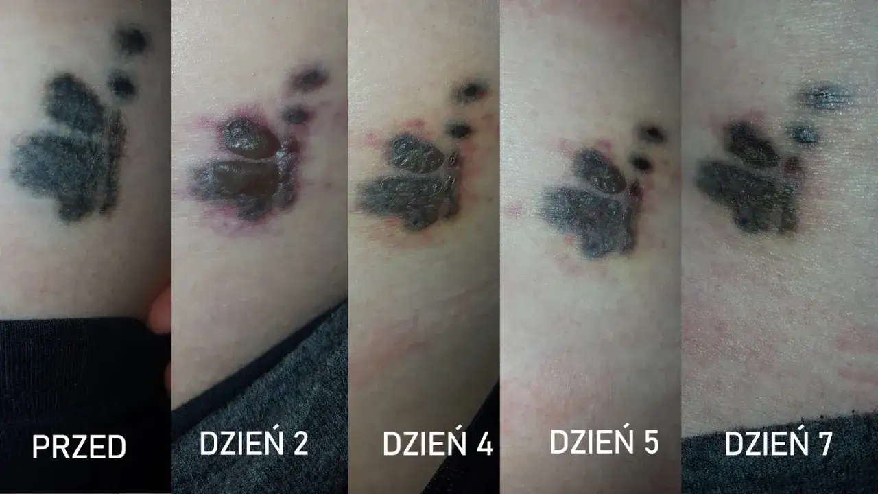 Postęp gojenia tatuażu łapy: od świeżego, przez zaczerwienienie i strupki, aż do wygojenia.